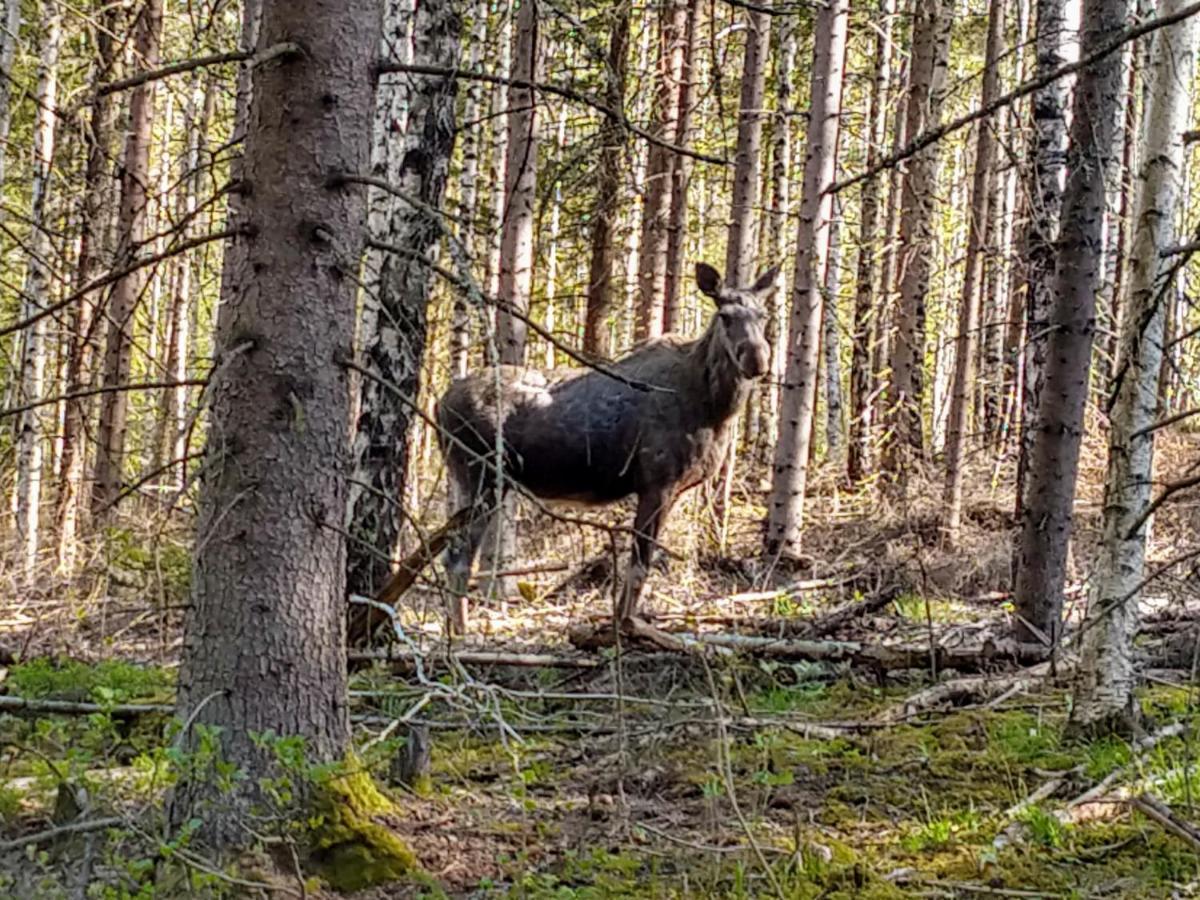 Stuga Glaskogen Glava Εξωτερικό φωτογραφία