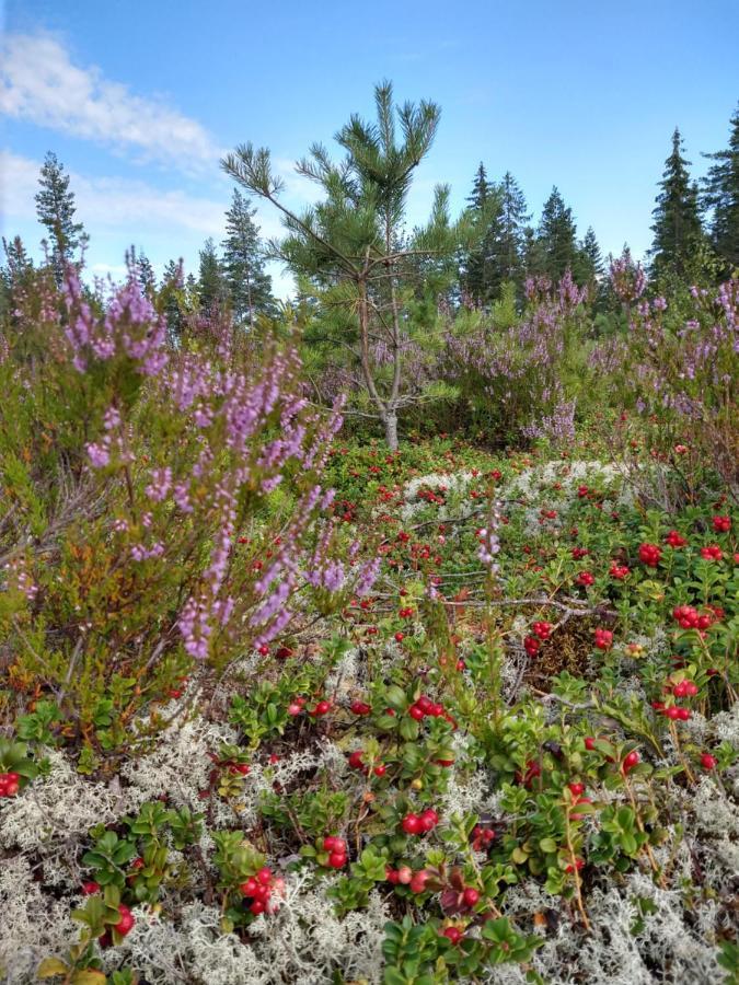 Stuga Glaskogen Glava Εξωτερικό φωτογραφία